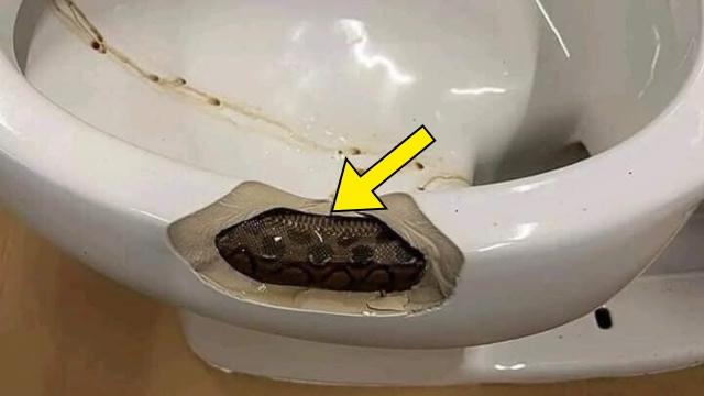 Man Finds Snake In His Toilet – When Expert Sees It, He Whispers: That’s Not A Snake