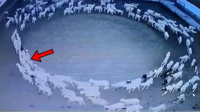 Farmer Finds Sheep Walking In A Circle Every Night, Then He Makes A Terrifying Discovery