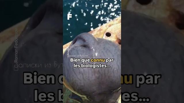 Un mystérieux poisson des profondeurs...