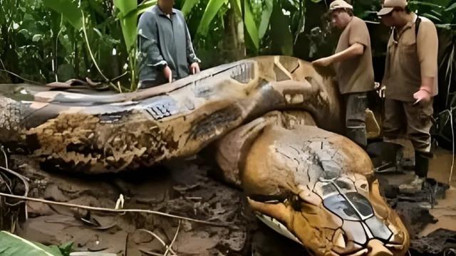 Worker Finds Giant Snake Pit, He Is Surprised When He Discovers What Is On The Bottom