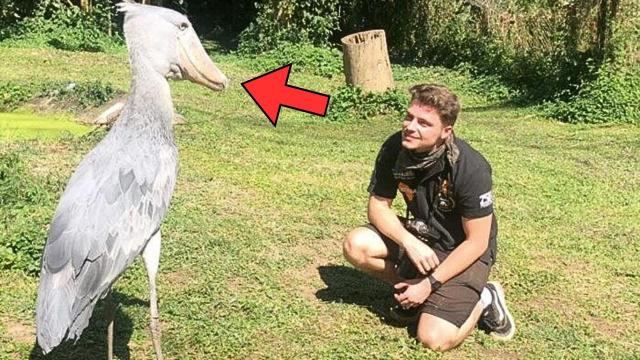 Man Feeds Birds Every Day Until Wife Notices What He Gives Them Is Not Food