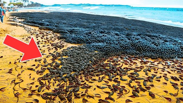 Beach-Goers Notice Huge Pile Of Black Rocks. They Turn Pale After Realizing What They Are