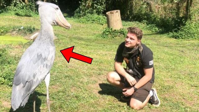 Man Feeds Birds Every Day Until Wife Notices What He Gives Them Is Not Food