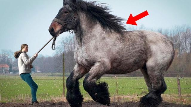 Man Takes Horse To Auction - When Auctioneer Sees It He Calls The Police