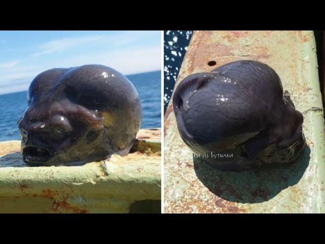 Fisherman catches Alien looking fish