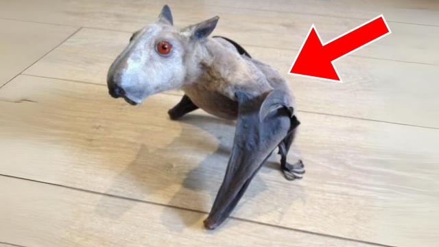 Wild Bat Clings To Man. Weeks Later, He Is Stunned When He Realizes It's Not Just A Bat