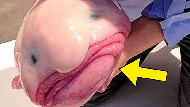 Man Finds Weird-Looking Fish Inside His Toilet, Vet Says, That's Not A Fish, This Is ....