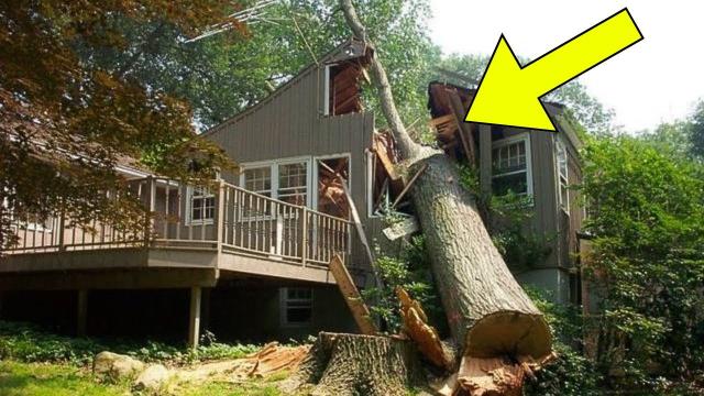 Rude Neighbour Cuts Down Man's Tree, Has To Pay Him $1.2 Million