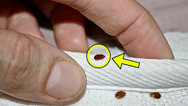 Man Thought He Had "Bed Bugs" - Expert Stops Cold After Realizing What They Actually Are