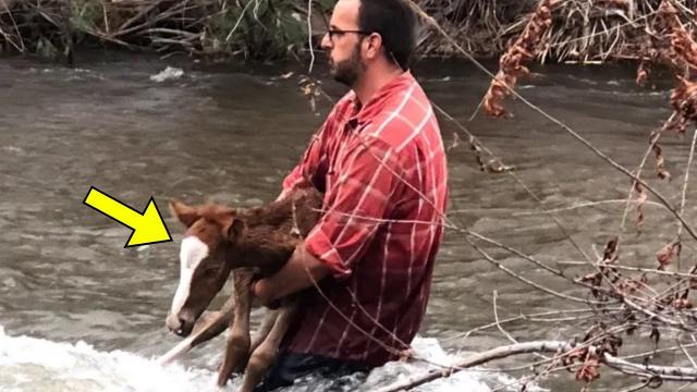 Man Rescues Foal In The Wild – Pay Close Attention To The Mother’s Reaction!