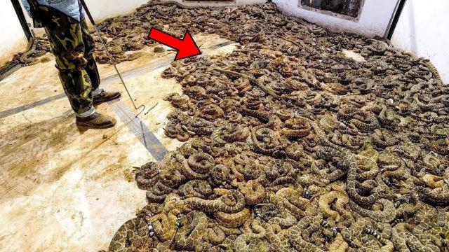 Man Finds Room Full Of Snakes - He Calls Police When He Realizes They Are Protecting Something