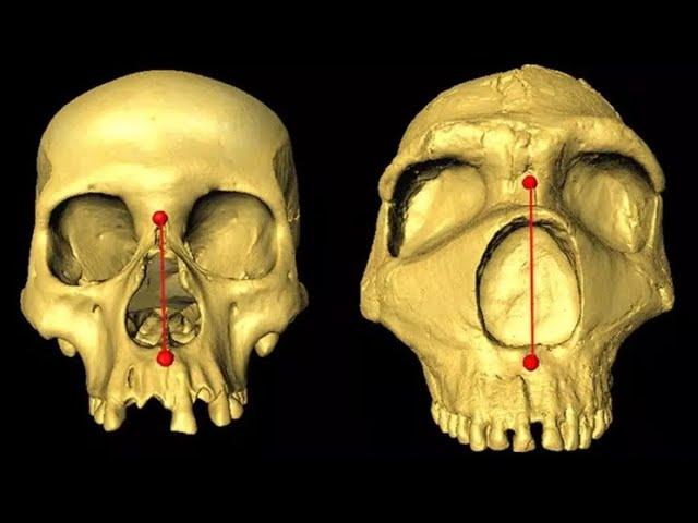 Neanderthals passed down their tall noses to modern humans, genetic analysis finds