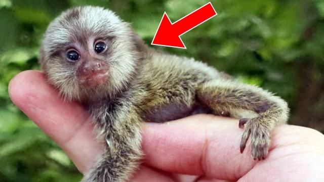 Woman Saves ''Monkey'' In Forest - When She Takes It To Vet, He Calls The Police