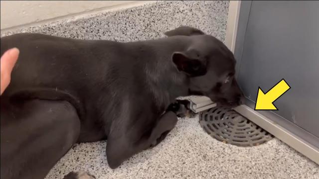 Adopted Dog Keeps Barking At Drain In Home – When Owners Get Closer, They Hear A Familiar Sound