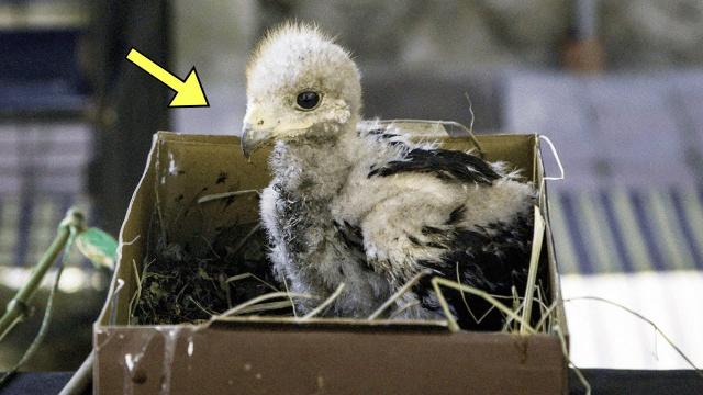 Man Finds Strange Baby Bird - When The Vet Sees It, He Says: “This Cannot Be”