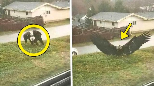 Massive Eagle Lands In Man's Front Yard. He Calls 911 After Realizing Why It's There