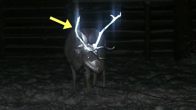 Hunter is Confused by The Mysterious Creature Caught On His Trail Camera