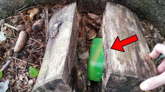 Ex Police Dog Keeps Barking At Tree, Dad Discovers A Lot More Than Wood!