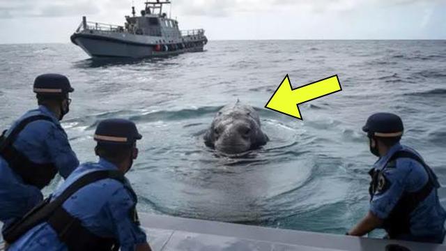 Navy Meets Giant Creature At Sea - What Happened Next Surprised The Whole World