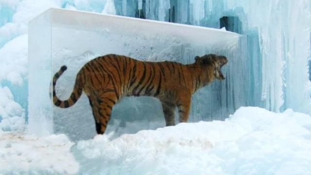 Scientists Discover 40.000 Years Old Tiger Frozen in Ice, Turn Pale After Finding It Alive