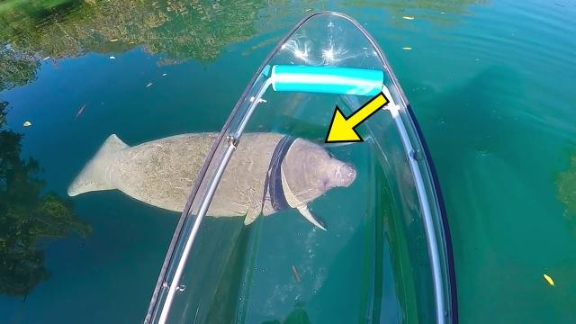 Man Goes Fishing In His Canoe - Rushes Out The Water After Seeing Something In The Water