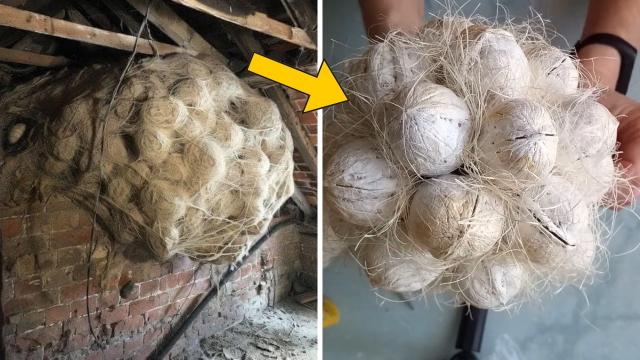 Man Thought He Found A Wasps Nest – But No One Expected This Outcome