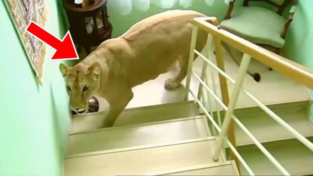 Lion Enters Woman's Appartement. But When She Realizes Why, She Says, "How Can I Be So Stupid"