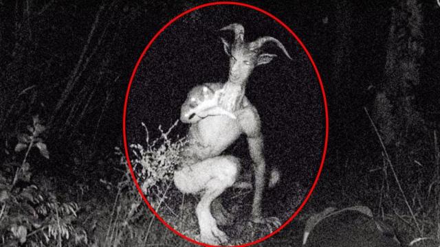 The Hybrid Goatman—Fact or Fiction