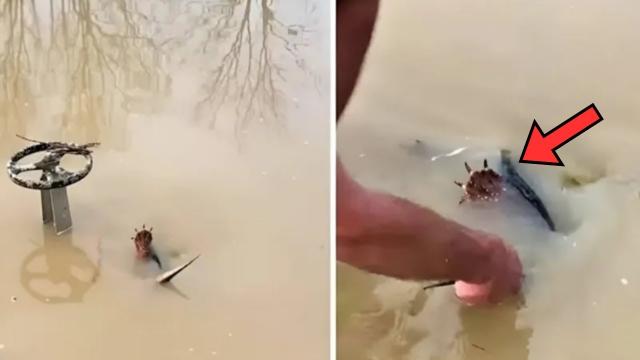 Man Notices Animal Paw Sticking Out Of The Water. He Turns Pale After Someone Tells Him Not To Help