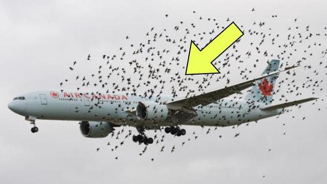 The Pilot Cried when He Realized Why the Birds Were Flying Next to The Plane