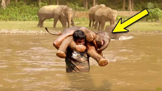 After a Man Saved Drowning Baby Elephant, The Herd Turned Around and Did This