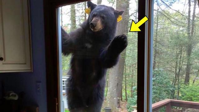 Bear Waves To Family Every Day - One Day Dad Decides To Follow Him