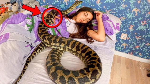 Woman Thought She Could Sleep Safely With Her Pet Python Every Night, Until This Happens ...