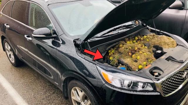 Dad Is Notified By Teacher That His Daughter Smells, Dad Opens Car Hood And Realizes Why