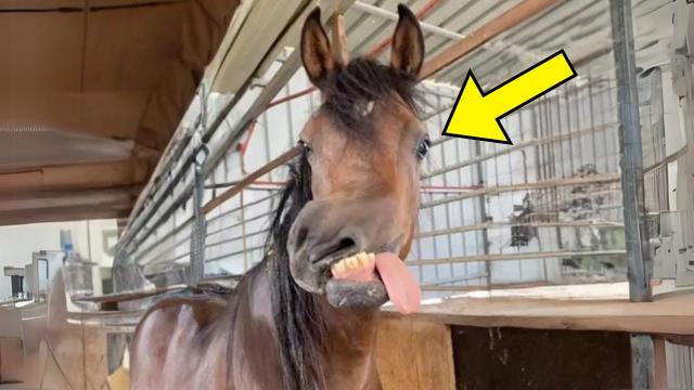 Woman Finds Strange Horse In Abandoned Stable, Vet Bursts Into Tears After Seeing The Horse