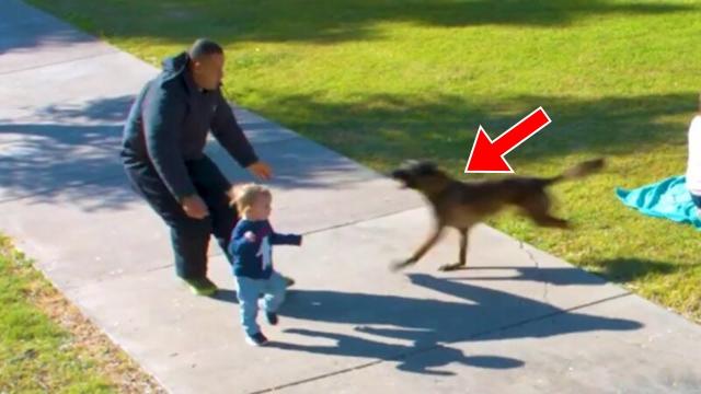 Man Tries To Abduct This Boy, But Then A Heroic Dog Springs Into Action