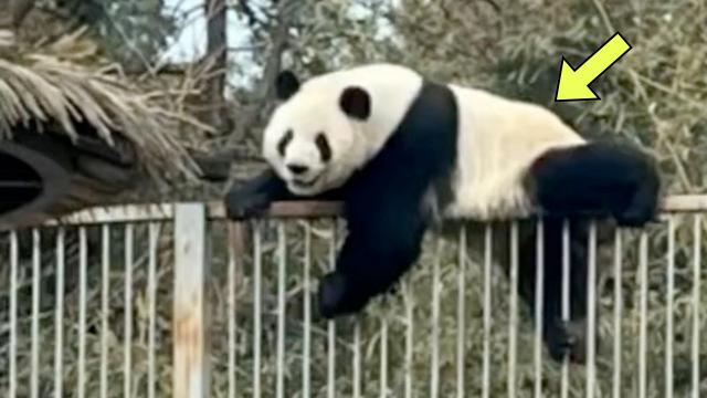 Panda Escapes Zoo Enclosure, Then Staff See Where She’s Trying To Go